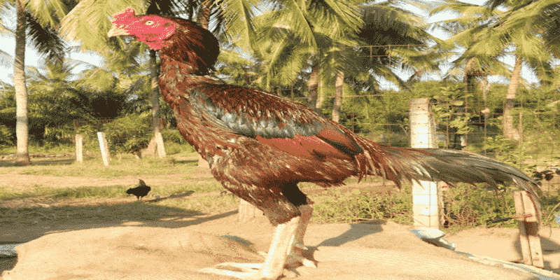 Tìm Hiểu Chi Tiết Về Giống Gà Đá Asil Pakistan Và Cách Lựa Chọn 4 Nguồn gốc của giống gà đá Asil Pakistan