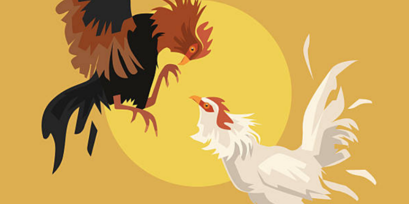 Mẹo chọn gà qua màu lông tốt nhất 6 Lưu ý các màu khi chọn gà qua màu lông