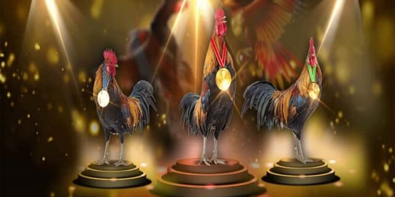 Xem đá gà trực tuyến tại Jun88 và những thông tin bạn nên biết 5 Lợi ích của đá đá gà trực tuyến