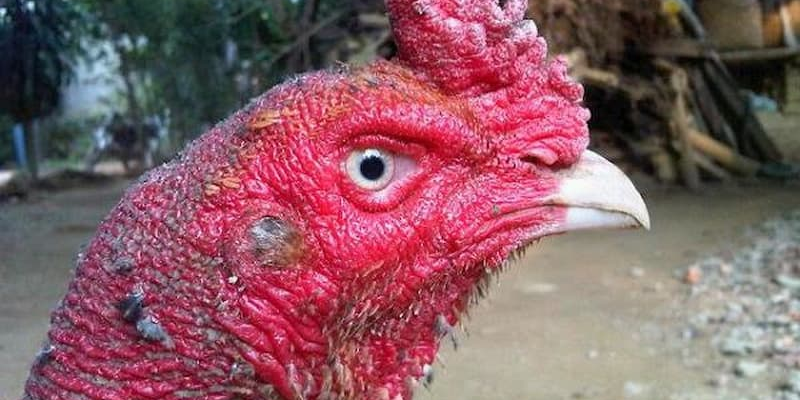 Kinh nghiệm đá gà cựa sắt mà ai cũng nên biết 4 kinh nghiệm đá gà cựa sắt - chọn gà tỉ mỉ