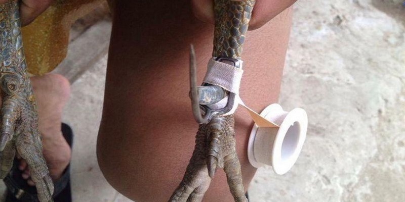 Hướng Dẫn Những Cách Băng Cựa Gà Tre Hiệu Quả Đúng Cách 5 Cách băng cựa gà tre
