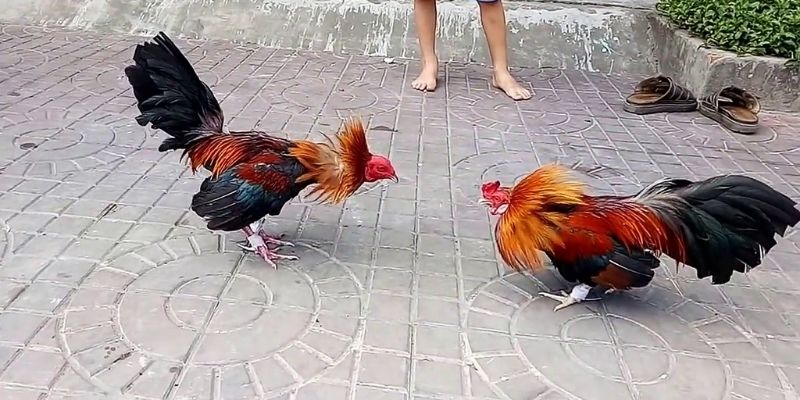 Xem Đá Gà Uy Tín Nhất Ở Đâu? - Jun88 6 da ga 6