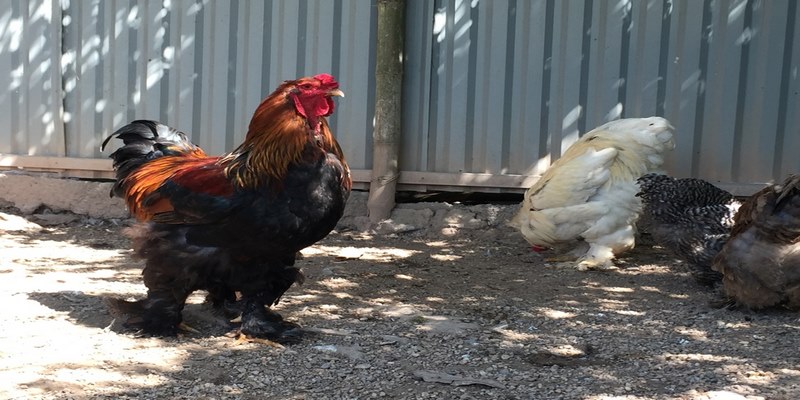 Gà Kì Lân Và Tất Cả Các Thông Tin Thú Vị Về Giống Gà Này 6 Gà kì lân