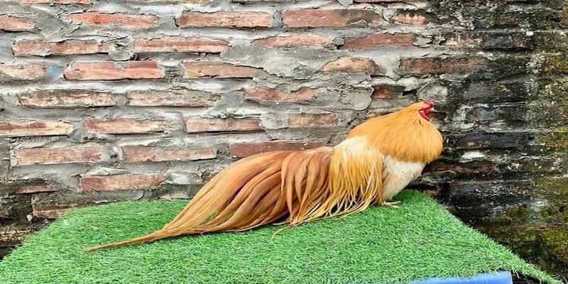 Gà Phoenix Lai Tân Châu Và Những Điều Quan Trọng Cần Biết 4 Gà Phoenix Lai Tân Châu