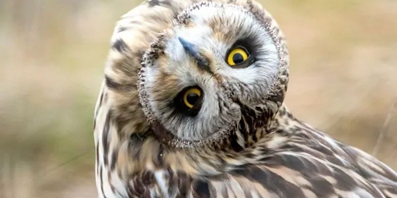 Jun88 - Giải mã giấc mơ thấy chim cú mèo và những con số 4 mo thay chim cu meo 2