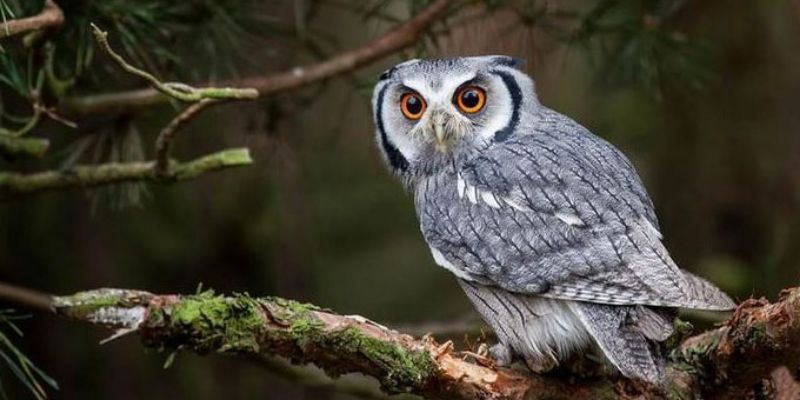 Jun88 - Giải mã giấc mơ thấy chim cú mèo và những con số 5 mo thay chim cu meo