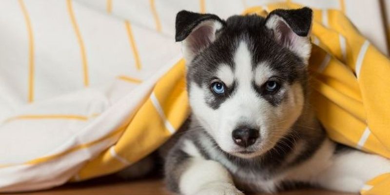 Mơ thấy chó Jun88 - Là điềm lành hay điềm dữ, đánh con gì? 5 mo thay cho 1