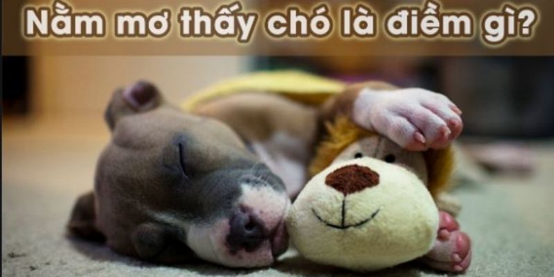 Mơ thấy chó Jun88 - Là điềm lành hay điềm dữ, đánh con gì? 4 Mơ thấy chó mang nhiều ý nghĩa cho người mơ thấy (Nguồn: Internet).